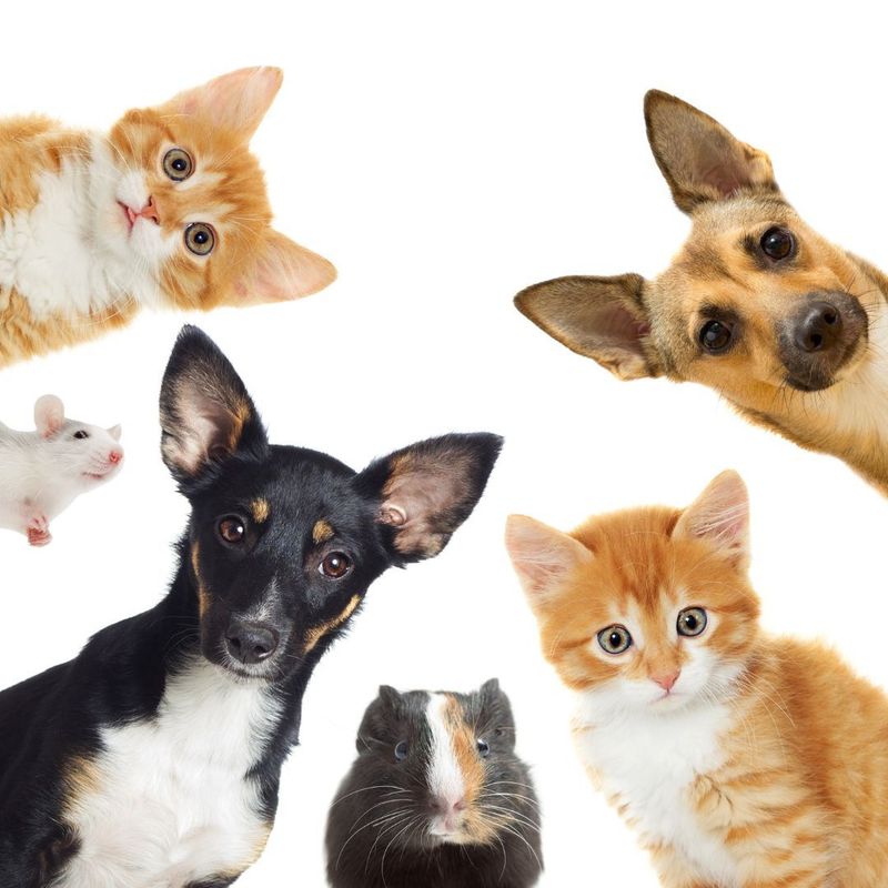 Accesorios para mascotas