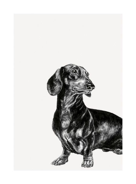 Dachshund - Ink &amp; Shadow