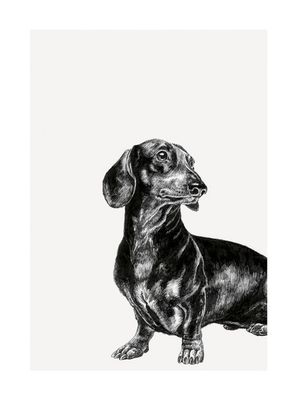 Dachshund - Ink &amp; Shadow