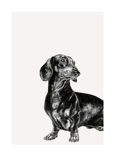 Dachshund - Ink &amp; Shadow