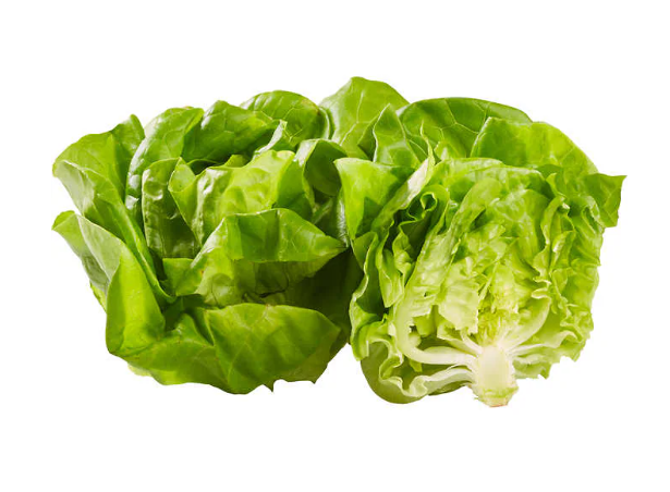 Fresh Live Boston Lettuce 3 pack