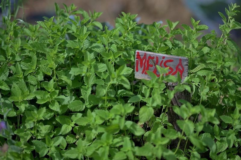 Reserva Jornada Yerbera del 2 de mayo 2026