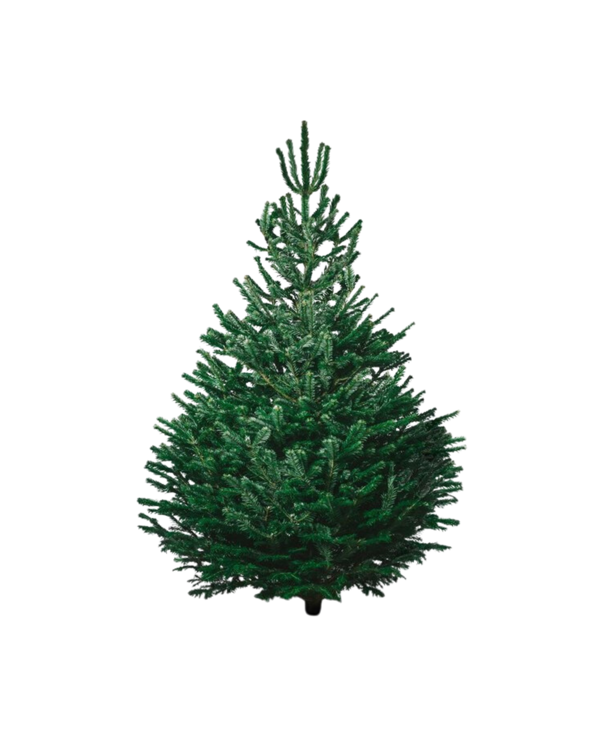 BUDGET Nordmann Kerstboom Extra Groot 220cm - 250cm