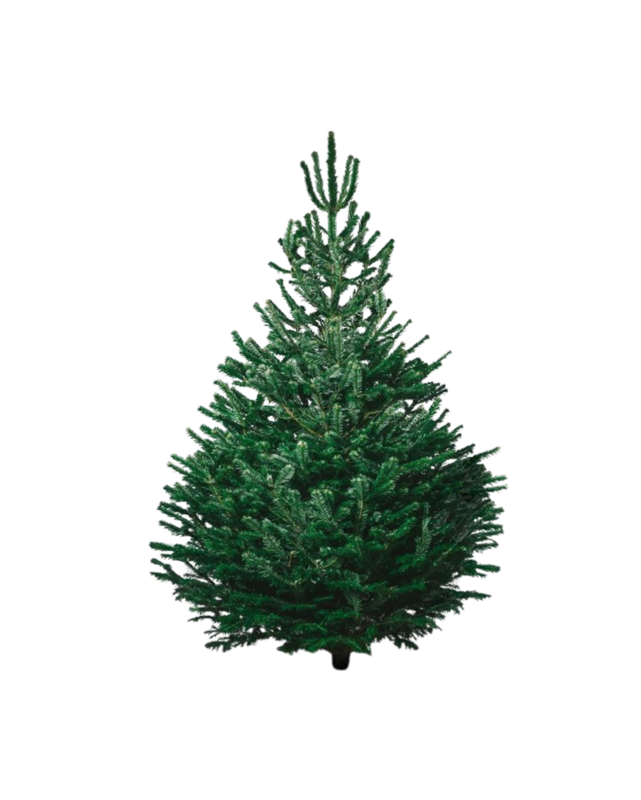 BUDGET Nordmann Kerstboom Extra Groot 220cm - 250cm