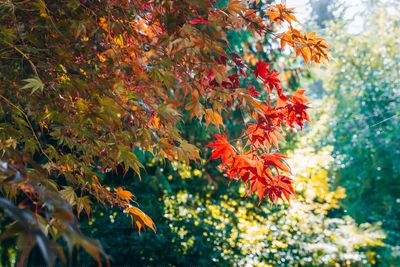 HerbstWorkshop inkl. exogene Ketone