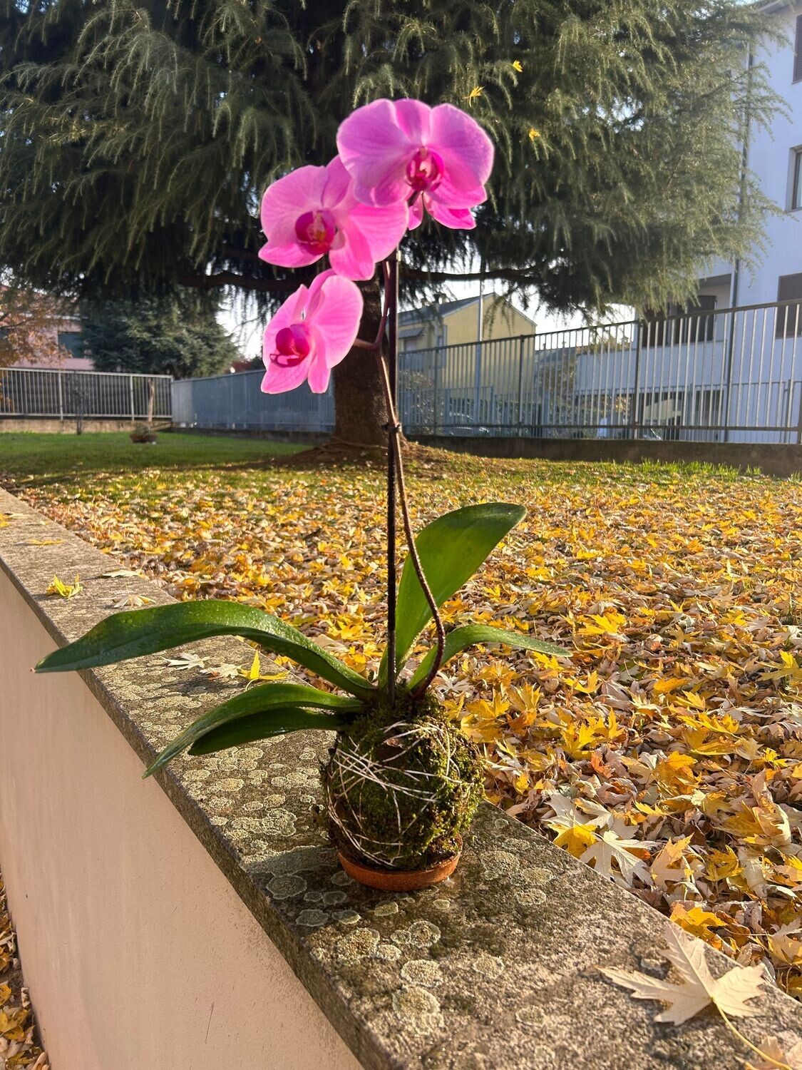 Kokedama Orchidea