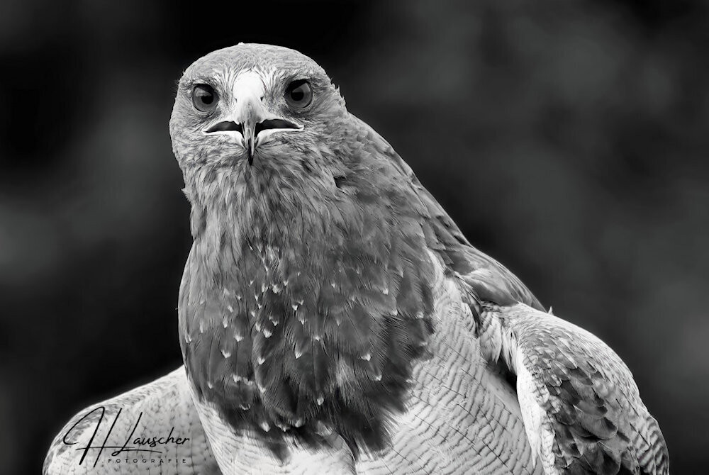 Kordilleren-Adler, 120 x 80 cm, Schwarz-Weiss