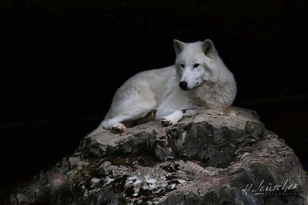 Polarwolf 90 x 60 cm