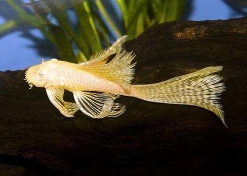 Longfin Albino Bristlenose Pleco (3-4cm)