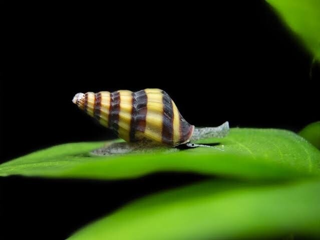 Assassin Snail