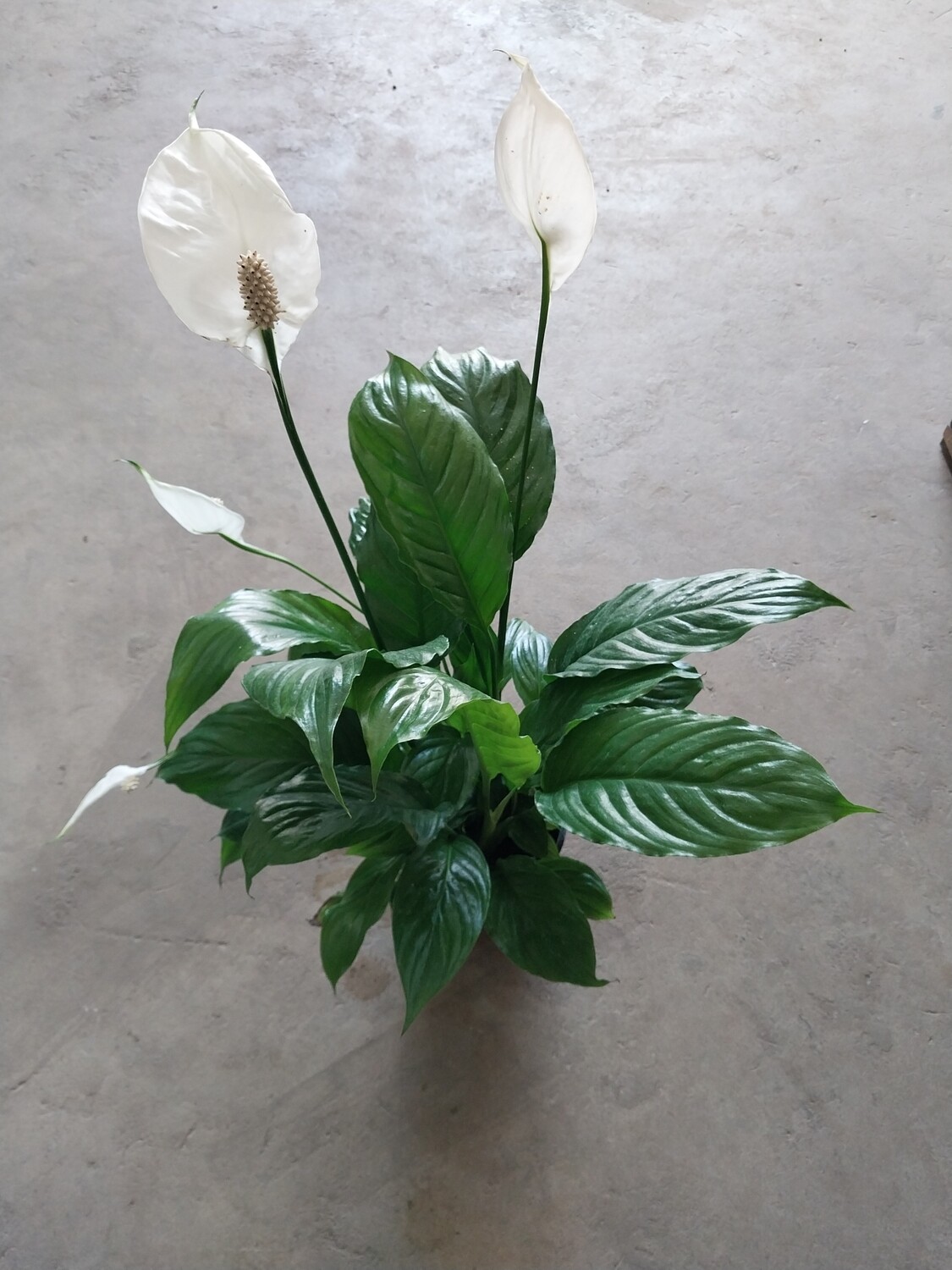 Spathiphyllum wallisii &#39;Chopin&#39;