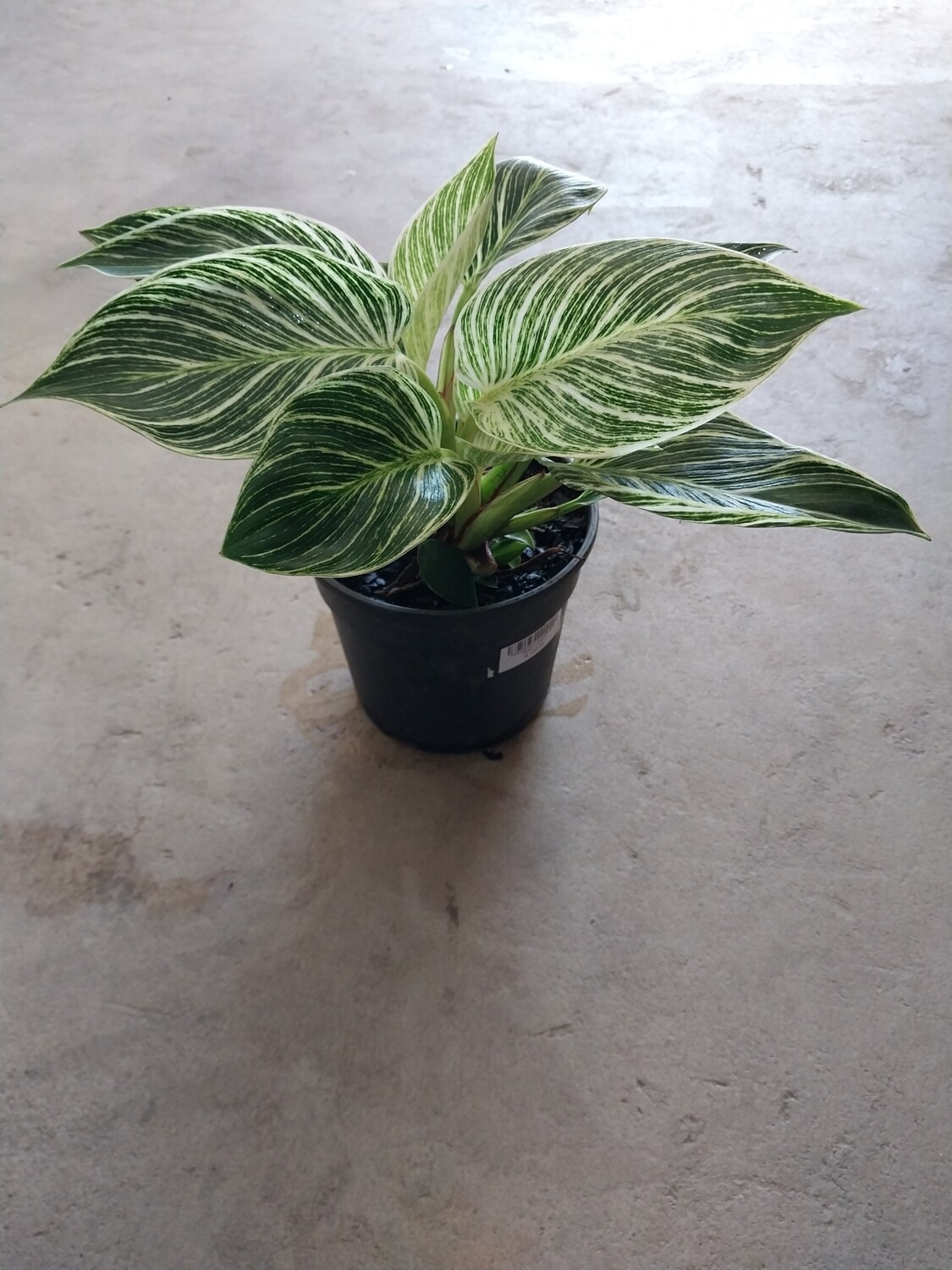 Philodendron erubescens &#39;Birkin&#39; (14cm)