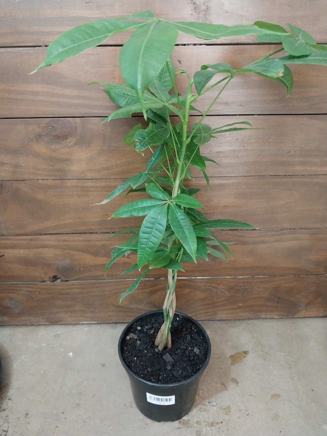 Pachira aquatica &#39;Braided&#39; (15cm)