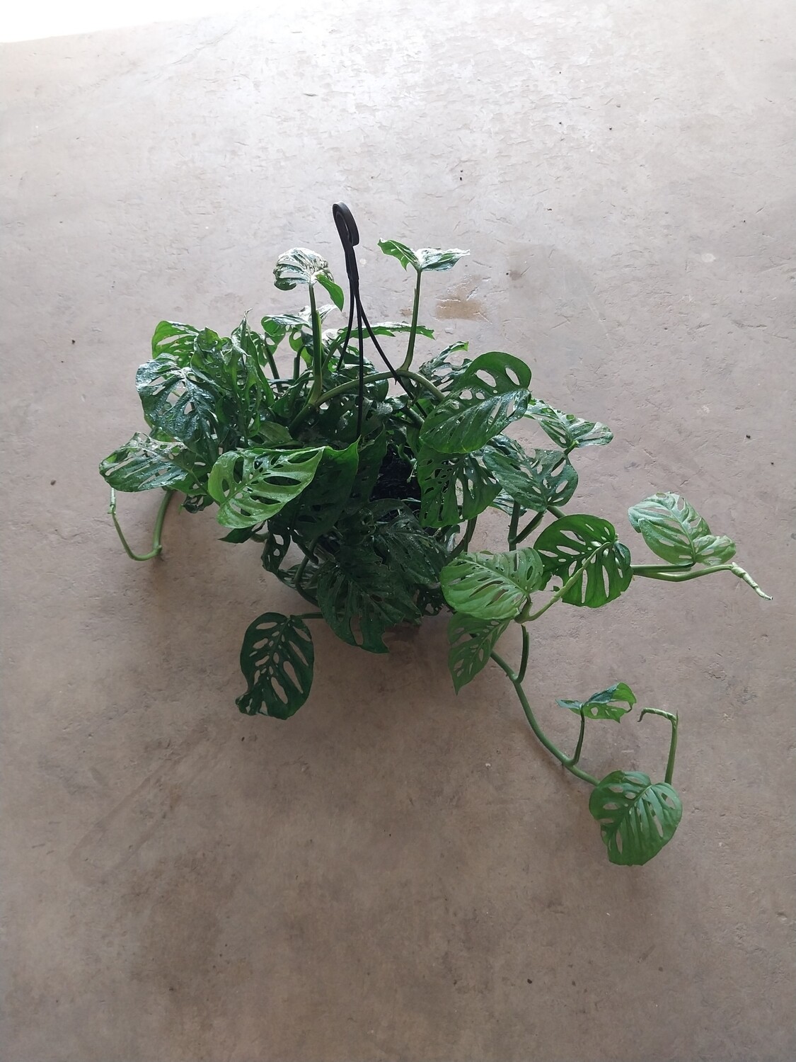 Monstera &#39;Adansonii&#39; (20cm)