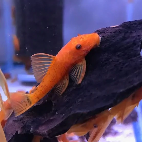 Super Red Bristlenose Pleco (2-3cm)