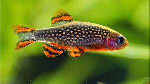 Galaxy Rasbora / Celestial Pearl Danio