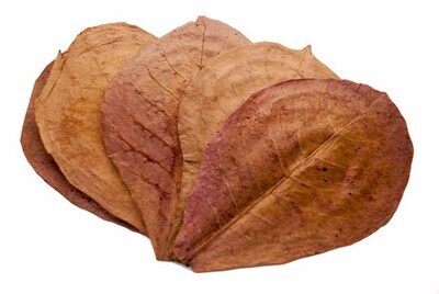 NatureBoys Indian Almond Leaves Medium (14-17cm) 10pcs