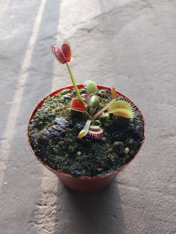 Assorted Venus Flytrap