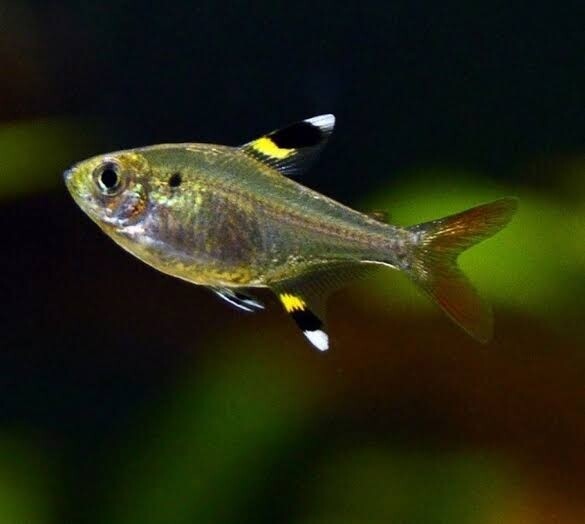 X-Ray Tetra