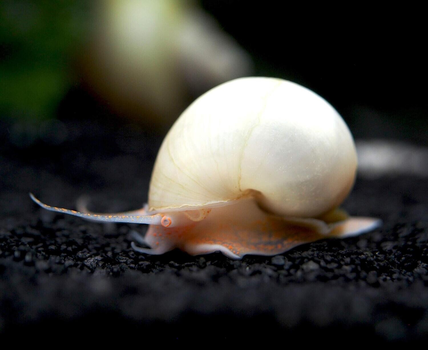 Apple Snail, Colour: Golden