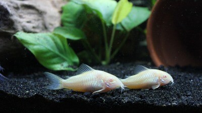 Albino Corydora (small)