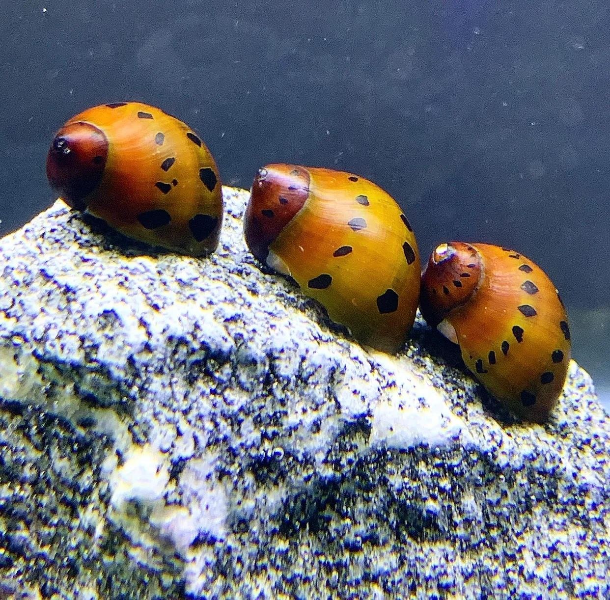 Onion Nerite Snail