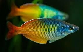 Boesemani Rainbowfish