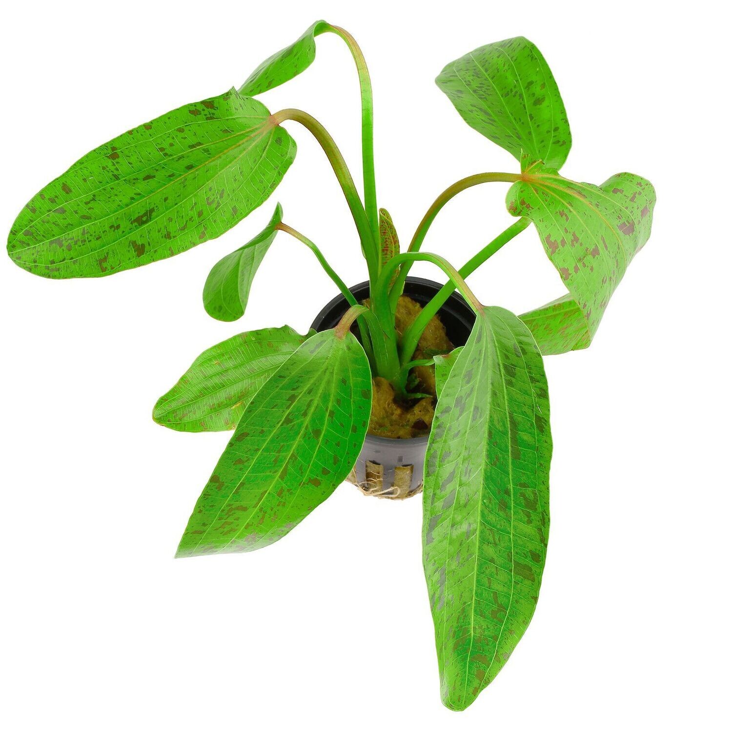 Echinodorus 'Ozelot green' (Pot)