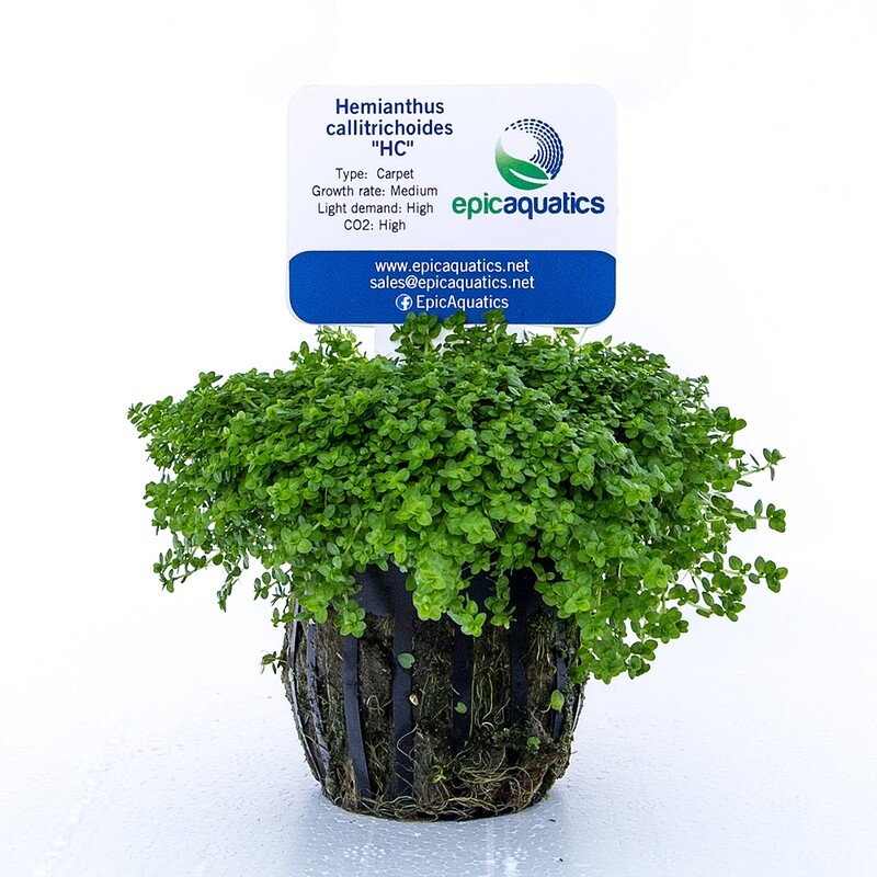 Hemianthus callitrichoides "HC"