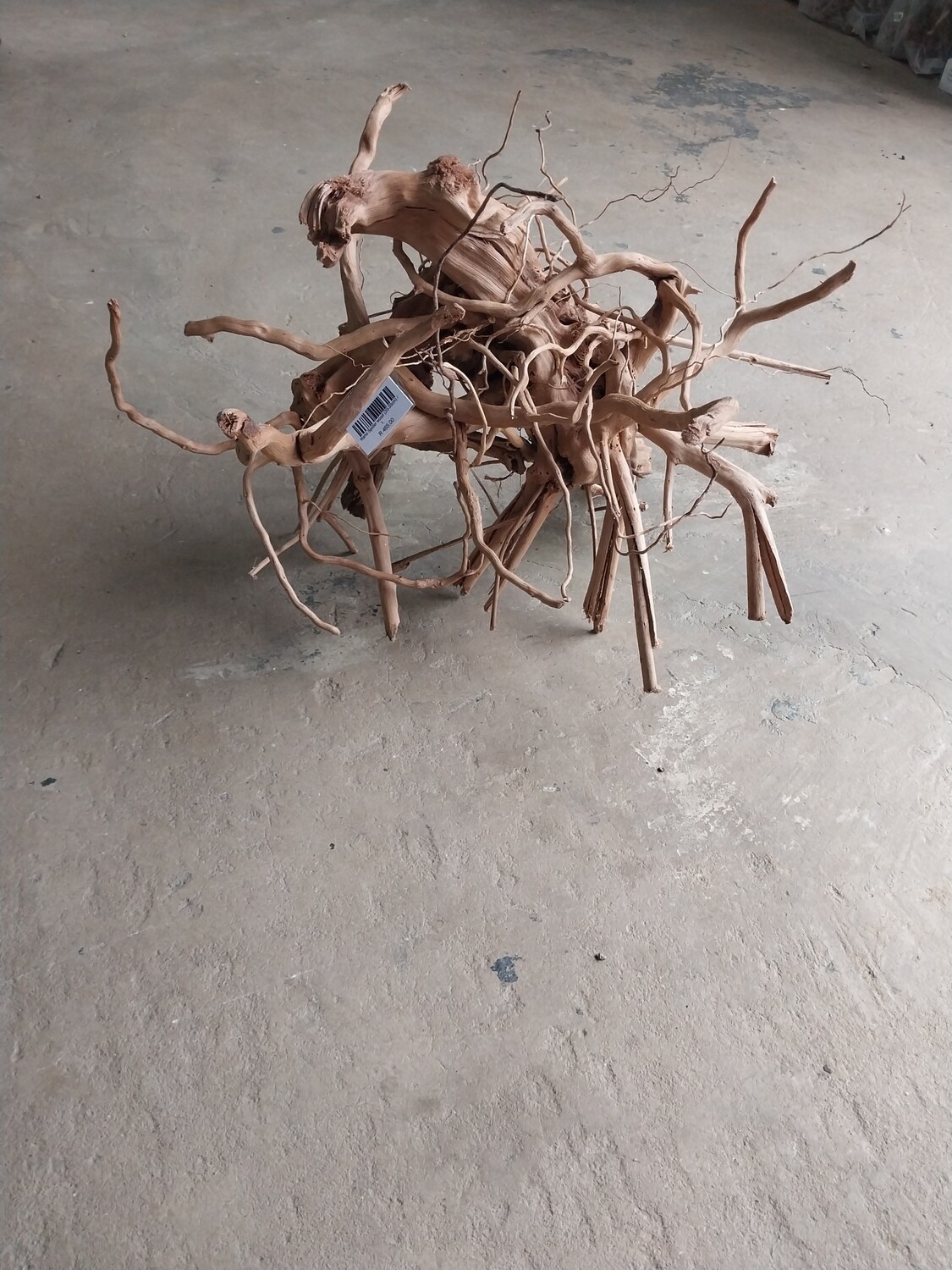 Nano Spider wood (20-30cm)