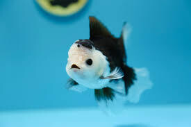 Oranda Panda Goldfish (8-9cm)