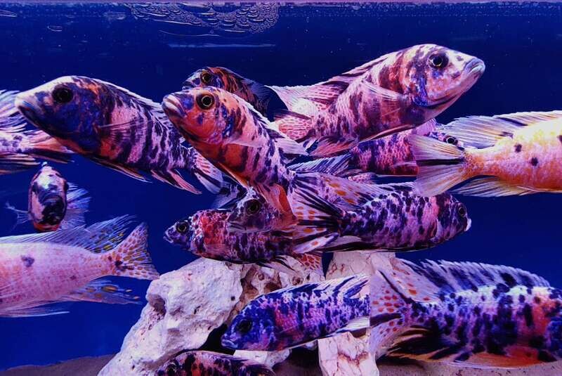 OB Peacock Malawi (small)