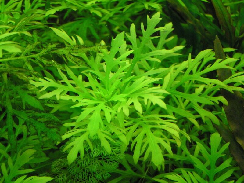 Hygrophila difformis &#39;Wisteria&#39;