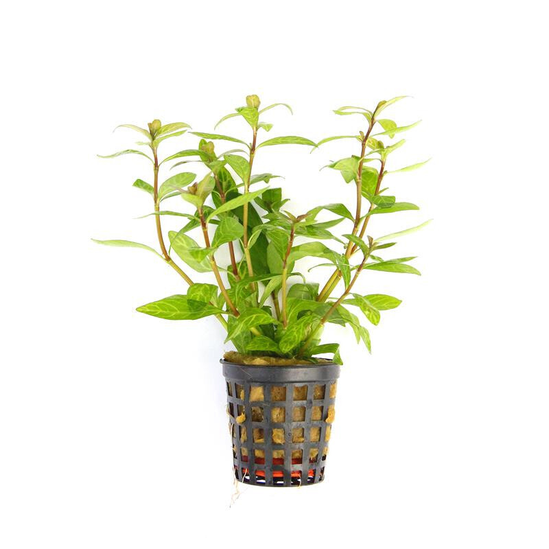 Hygrophila polysperma
