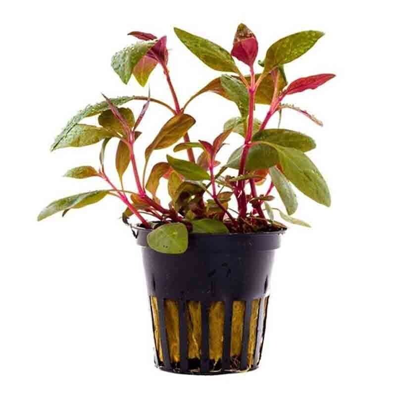 Alternanthera reineckii &#39;lilancina&#39;