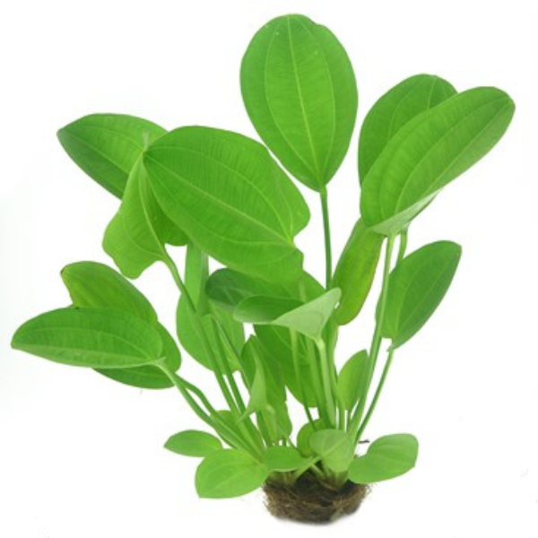 Echinodorus harbich &#39;Sword&#39;