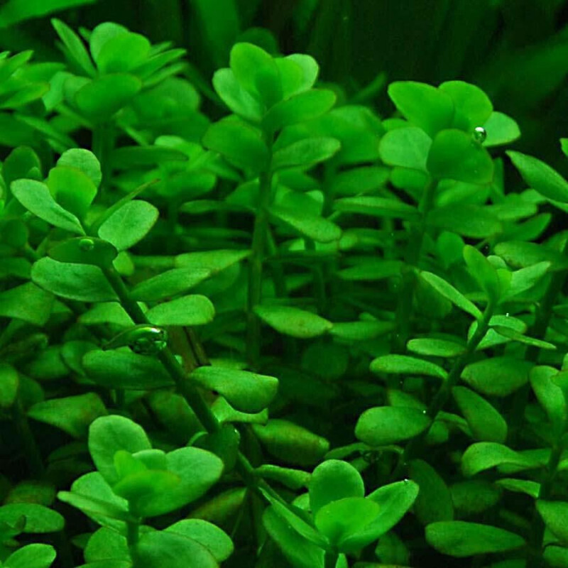 Bacopa monnieri &#39;Moneywort&#39;