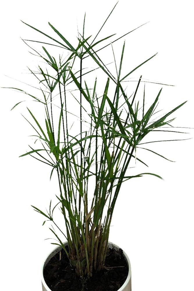Cyperus alternifolius &#39;Nana&#39; (2L)