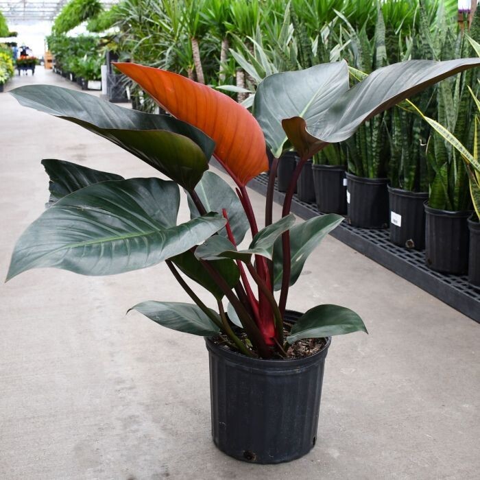 Philodendron &#39;Rojo Congo&#39; - PBR (25cm)
