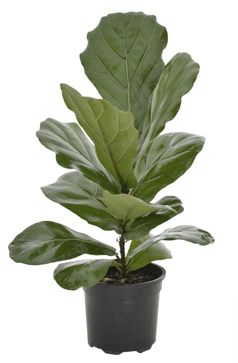 Lyrata Ficus (15cm)
