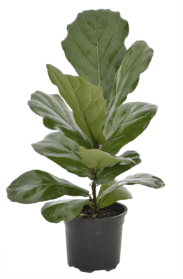 Lyrata Ficus (15cm)