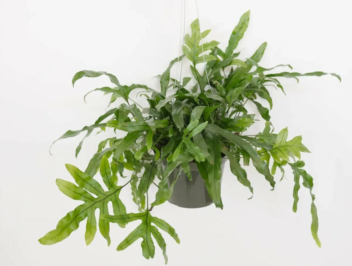 Kangaroo Paw Fern (17cm)