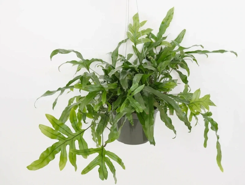 Kangaroo Paw Fern (17cm)