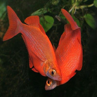 Red Rainbowfish (5-6cm)