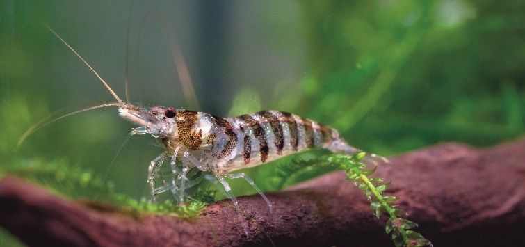 Assorted Culled Shrimps (not solid colors)