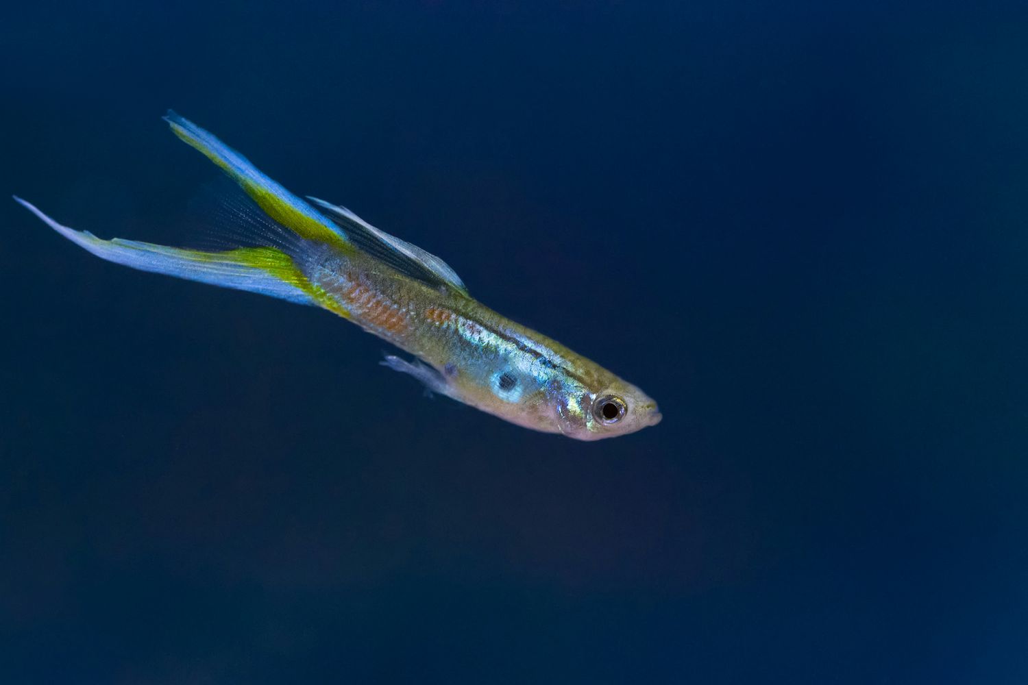 Assorted Male / Female Endler Guppy
