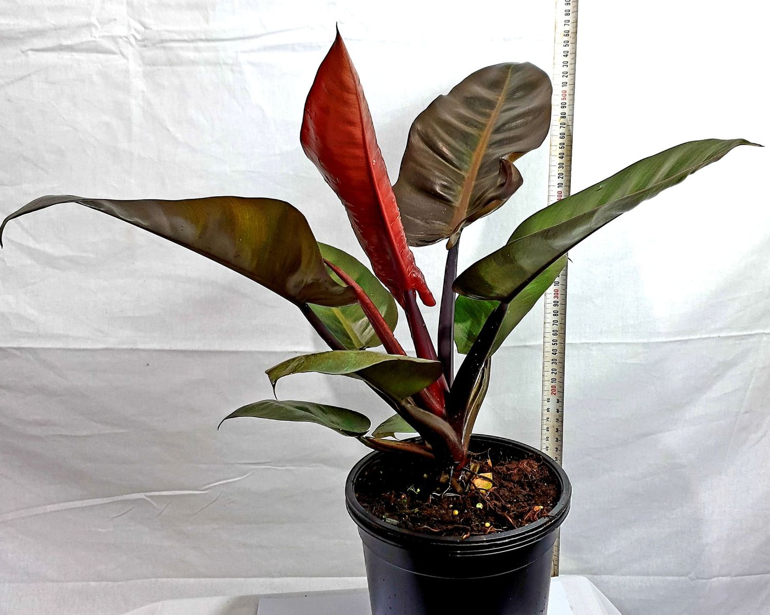 Philodendron Red Erubescens Imperial (15cm)
