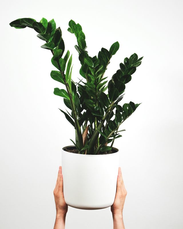 Zanzibar Gem 'Zamioculcas zamiifolia' (15cm)