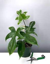 Philodendron Florida Green (15cm)