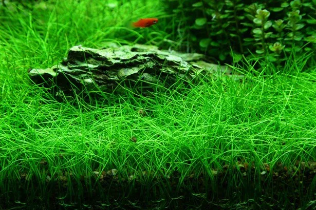 Eleocharis acicularis (Mini Hairgrass)